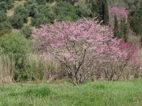 Judas trees