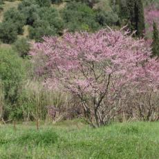 Judas trees