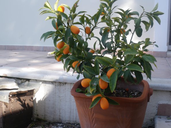 Kumquat1