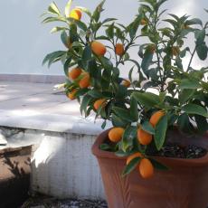 Kumquat1