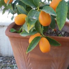 Kumquat2