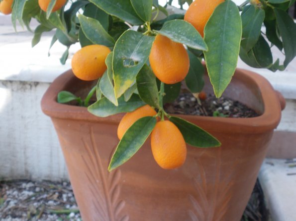 Kumquat2