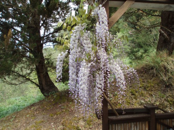 Wysteria2