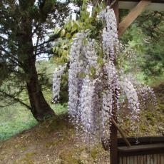 Wysteria2