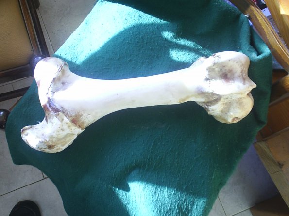 bone