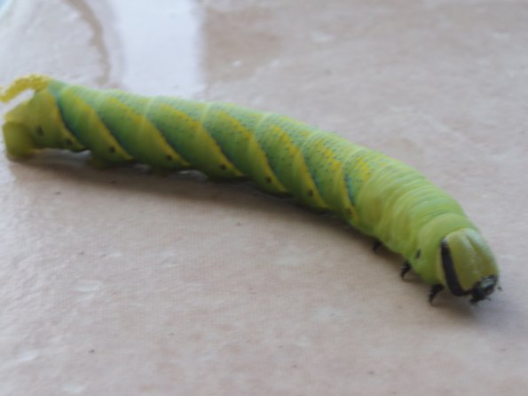 caterpiller2