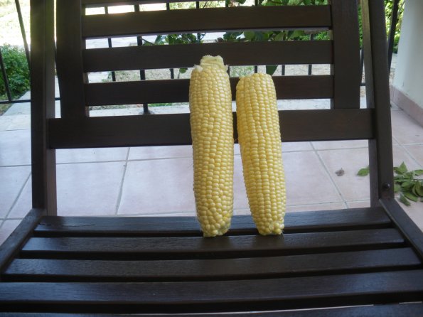 corn