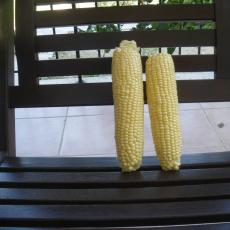 corn