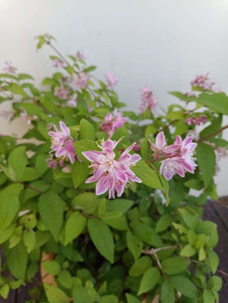 deutzia