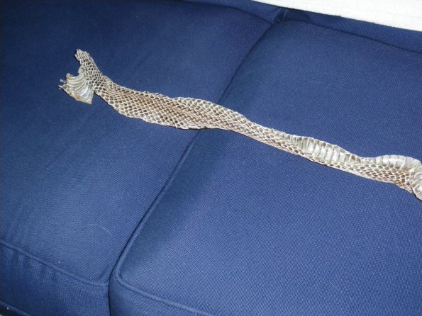 snake skin2