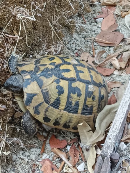 tortoise1