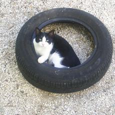 tyred