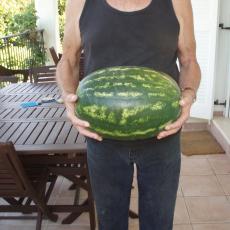 water melon1