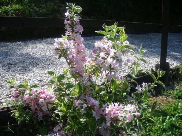 weigela1